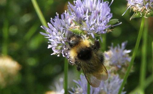Réf. 271 762 : Bombus (fernaldae)